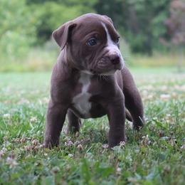Girl 6 - female Alapaha Blue Blood Bulldog puppy in Grafton, Ohio from Eclipse Alapaha Kennels