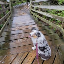 Miniature Australian Shepherds from Chagrin Mini Aussies