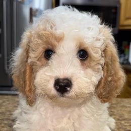Doc - White male Poodle puppy in Akeley, Minnesota from Blessed Acres Miniature Poodles
