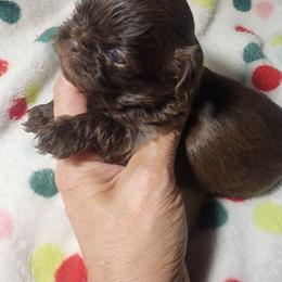 Shih Tzu Puppies from 🩷ViviDreamyShihtzus🩷
