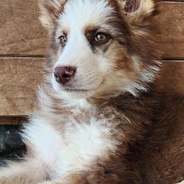 Iris - Liver female German Shepherd puppy in Los Lunas, New Mexico from Mali's German Shepherds LLC