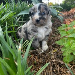 Bran - Blue merle male Australian Shepherd puppy in Butler, Georgia from Aussies at Howling Hill Farm