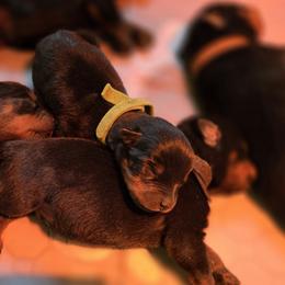 Mr. Green Collar - Black and mahogany male Rottweiler puppy in Clarksburg, West Virginia from Vom Peiffley Rottweilers, LLC