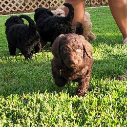 Goldendoodle Puppies from Lucky's Doodlez