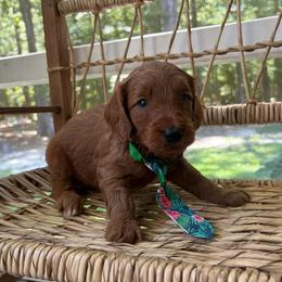 Cypress - Red  male Goldendoodle puppy in Camden, North Carolina from Oopsie Doodles of NC