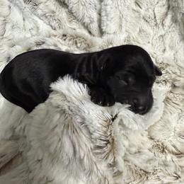 Boy 2 - male Golden Mountain Doodle puppy in Puyallup, Washington from Majestic Mtn Pups