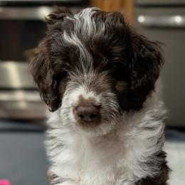 Cocoa - Red tri-color male Aussiedoodle puppy in New Durham, New Hampshire from Ridgeview Aussiedoodles