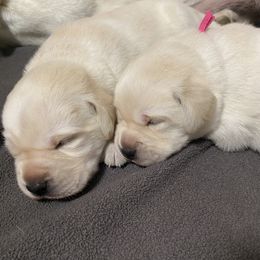 Princess - Yellow female Labrador Retriever puppy in Hartly, Delaware from Triple Threat Labradors