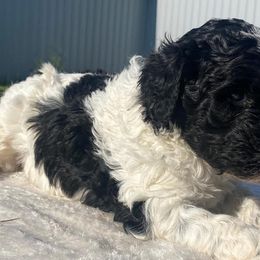 Labradoodles from Dix River Doodle