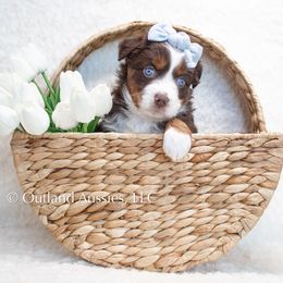 MOPSY - Red tri Miniature Australian Shepherd puppy in Oklahoma City, Oklahoma from Outland Toy & Mini Aussies