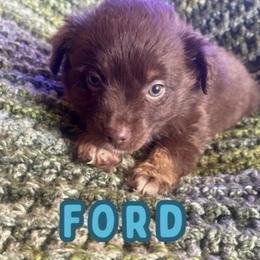 Ford - Red tri male Toy Australian Shepherd puppy in Union Grove, North Carolina from Grove Farm