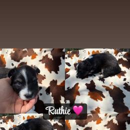 Ruthie - Black tri-color female Australian Shepherd puppy in Denton, North Carolina from Double R Farm Aussies