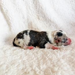 Churro - Brindle merle and white male American Corgi puppy in Pahrump, Nevada from Desert Sunset Corgis