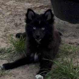 Gigi - Black and white female Pomsky puppy in Spring Hill, Florida from PDQ Pomskies