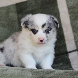 Ferrari - Blue merle and white male American Corgi puppy in Scio, Oregon from Abundant Joy Corgis