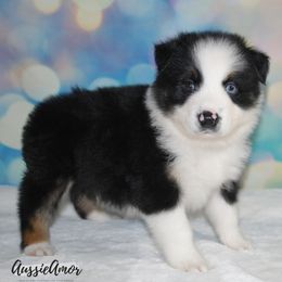 Miniature Australian Shepherd Puppies from Aussie Amor
