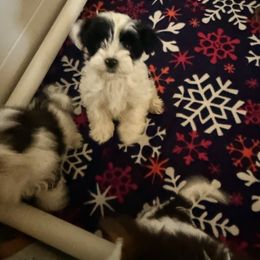 Yorkshire Terrier Puppies from Tails of Joy MA