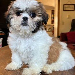Meesu - Brindle female Shih Tzu puppy in Stroudsburg, Pennsylvania from Puppyville Pa Shih Tzu & frenchies