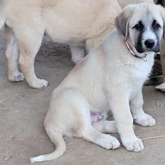 Boy 4 - Anatolian Shepherd Dog puppy in Duffield, Virginia from Ezka Miras Farms