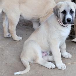 Boy 4 - Anatolian Shepherd Dog puppy in Duffield, Virginia from Ezka Miras Farms
