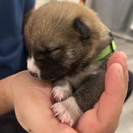 Pupchino - Sesame male Shiba Inu puppy in Elizabeth, New Jersey from Shiba Inu Loving Care
