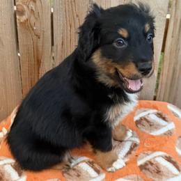 Ranger - Black tri-color male Australian Shepherd puppy in Harrah, Oklahoma from Kamm's Aussies