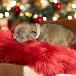 Shih Tzu Puppies from Small Pawz Kennel