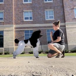 Poodle All Grown Up from Criggle’s Poodles