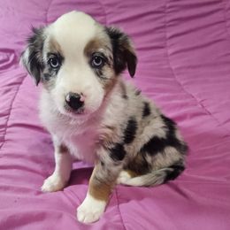 Lamb - Blue merle female Miniature Australian Shepherd puppy in Garland, Texas from Dollie Farms
