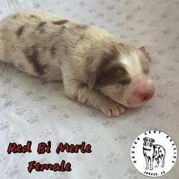 Odette - Red merle female Miniature Australian Shepherd puppy in Jaroso, Colorado from Heaven Sent Aussies