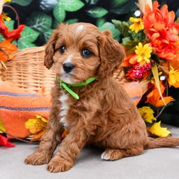 Sugar - Red female Cavapoo puppy in Woodridge, New York from Woodland poodles and Cavapoos