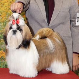 Mary J - Shih Tzu