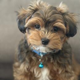Bernedoodle, Cavapoo, Havanese, and Havapoo Puppies from Lady Paws Puppies - Cassie