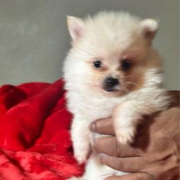 Taylor - Cream male Pomeranian puppy in Kansas City, Missouri from S&K Pomeranians