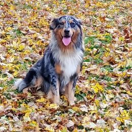 Tonto - Australian Shepherd