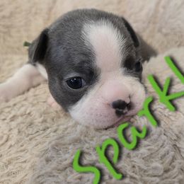 Sparkle - Blue female Boston Terrier puppy in Kewanee, Illinois from Grandma's Boston Terriers