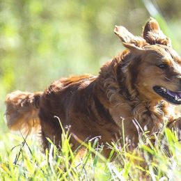 Golden Retrievers from Ghostryder Kennel