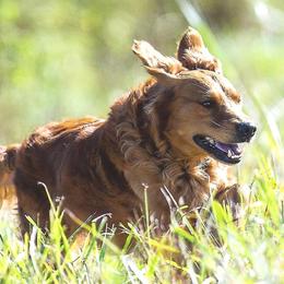 Golden Retrievers from Ghostryder Kennel