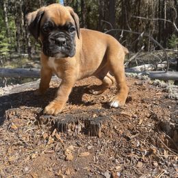 Benji - Fawn male Boxer puppy in Marion, Montana from Serendipity's European Boxers