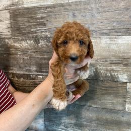 Maple - Red  female Goldendoodle puppy in Hillsdale, Michigan from My Buddy Ol’ Paws