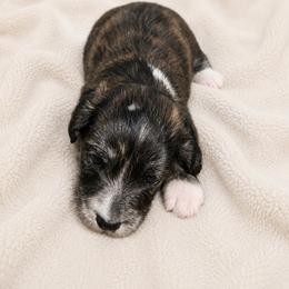 Aurora - Brindle female Dachshund puppy in Indiantown, Florida from Turquoise River Minature Dachshunds