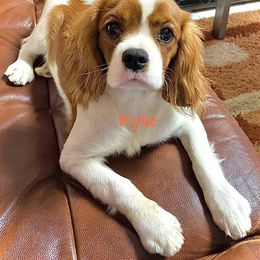 Cavalier King Charles Spaniel Puppies from Hungarian Cavaliers of Nashville