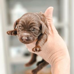 Dove - Chocolate female Goldendoodle puppy in Punta Gorda, Florida from Transformation Acres Goldendoodle