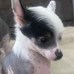 Chihuahua and Chinese Crested Puppies from Western Kentucky Chihuhua and Chinese Crested