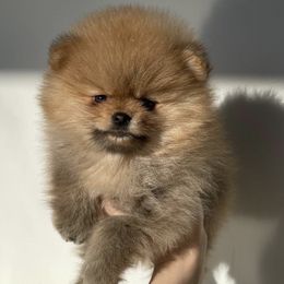 Pomeranians from VESPER POMERANIANS