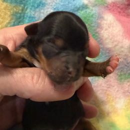 Female 2 - Black and tan female Yorkshire Terrier puppy in Lexington, North Carolina from Silver Valley Yorkies