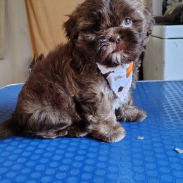 Dracula - Chocolate male Shih Tzu puppy in Memphis, Tennessee from Thorntons Fur Crew