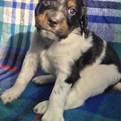 Girl 2 - Blue belton and tan (tri-color) female English Setter puppy in Potosi, Wisconsin from Point and Flush Gun Dogs