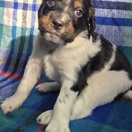 Girl 2 - Blue belton and tan (tri-color) female English Setter puppy in Potosi, Wisconsin from Point and Flush Gun Dogs