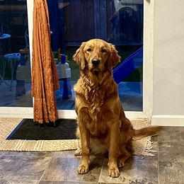 Belle - Golden Retriever